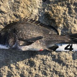 姫路港乗っ込み？