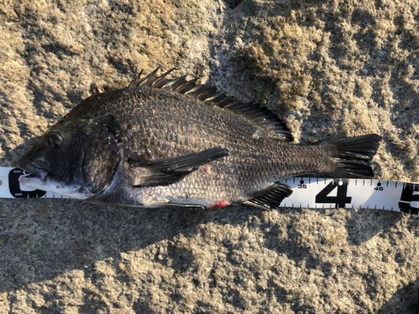 姫路港乗っ込み？