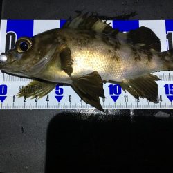 珍しい魚も釣れました！