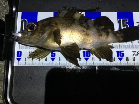 珍しい魚も釣れました！