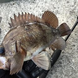 パイセンとメバル プラグ縛り