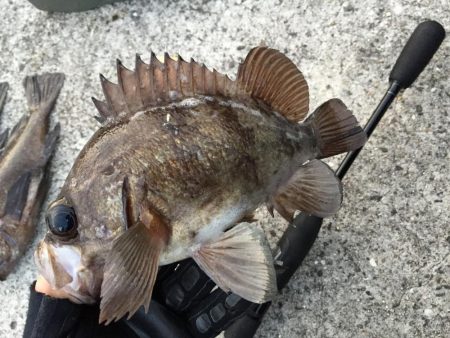 パイセンとメバル プラグ縛り