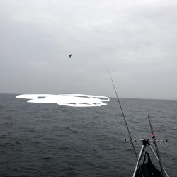 ヤリイカ ツ抜け達成