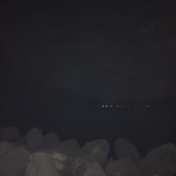 イカが食べたくて…