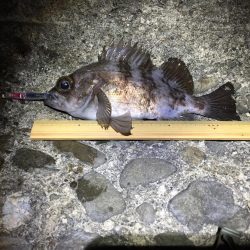 今宵もプラグ縛り