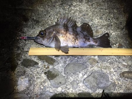 今宵もプラグ縛り