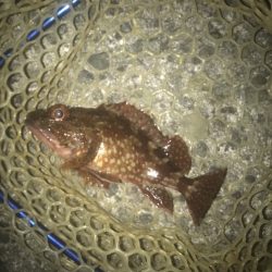 ガシラ・メバル