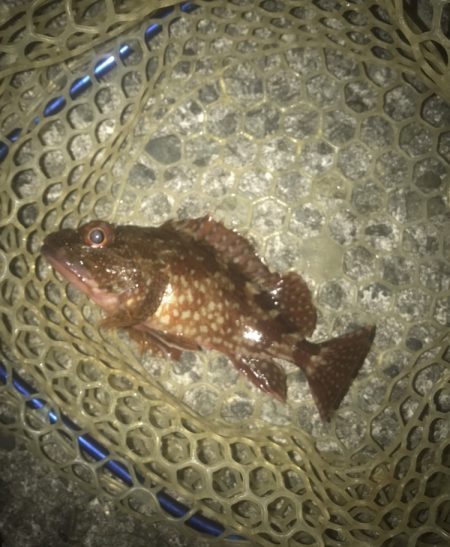 ガシラ・メバル