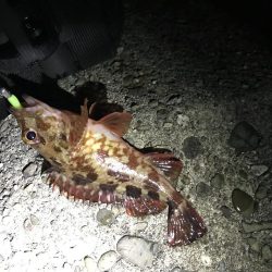 なんとかメバル