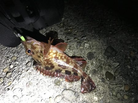 なんとかメバル