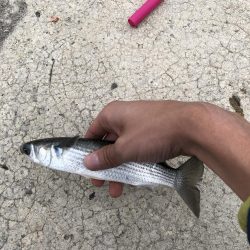 イナの大群襲来