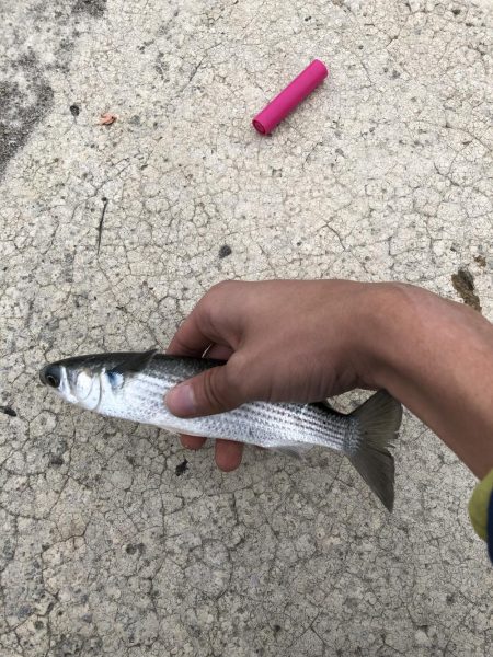 イナの大群襲来