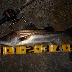 モルビドでボッコボコ♪。