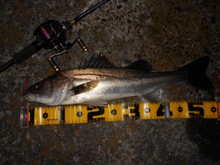 モルビドでボッコボコ♪。