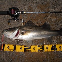 モルビドで一斉検挙するぜぇ～！？