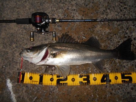 モルビドで一斉検挙するぜぇ～！？