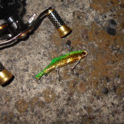 まだまだ釣れ続ける