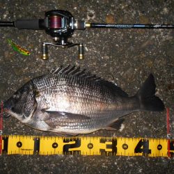 常夜灯+モルビド=釣れる?