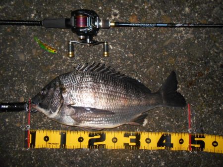 常夜灯+モルビド=釣れる?