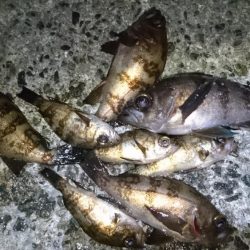 今夜は二見漁港でメバリング