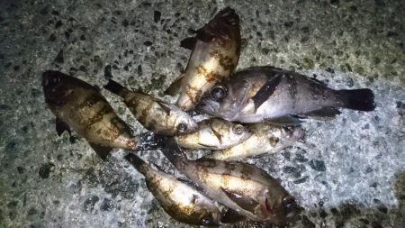 今夜は二見漁港でメバリング