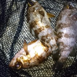 二見でメバリング