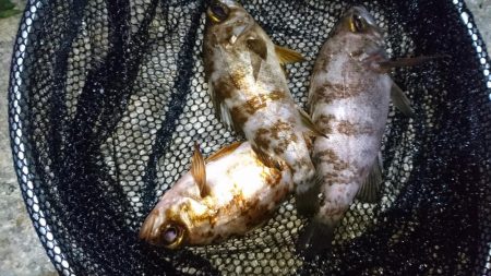 二見でメバリング