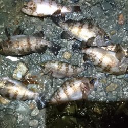 今夜もメバリング