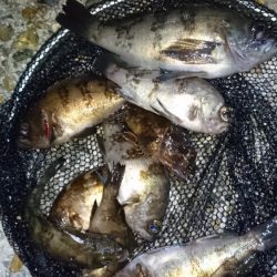 風裏ポイントでメバリング