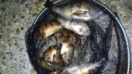 風裏ポイントでメバリング