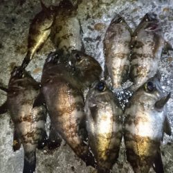 二見人口島でメバリング！！