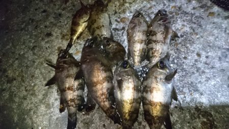 二見人口島でメバリング！！