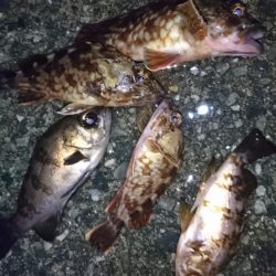 漁港のテトラでメバリング？