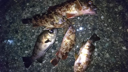 漁港のテトラでメバリング？