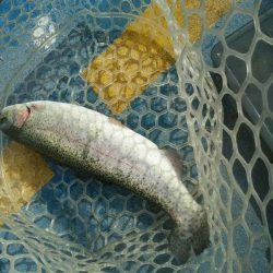 としまえんフィッシングエリア