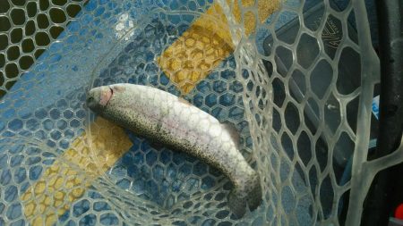 としまえんフィッシングエリア