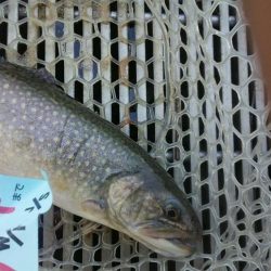 としまえん　色物狙い