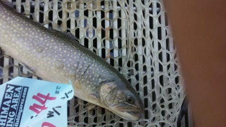 としまえん　色物狙い