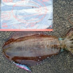 どーしても食べ比べたい