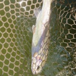 岡崎トラウトたくさん