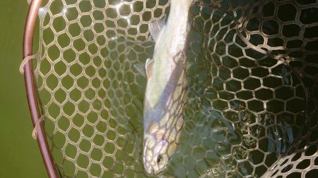 岡崎トラウトたくさん