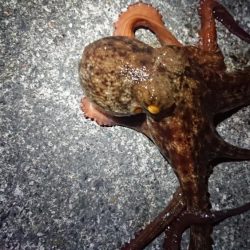 仕事終わりヤリイカ狙い