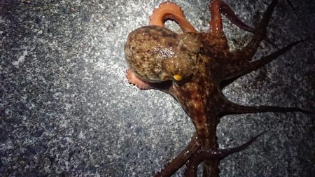 仕事終わりヤリイカ狙い