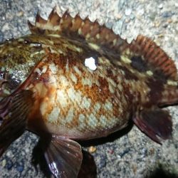 朝マヅメ、ヤリイカ狙い