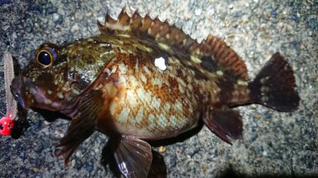 朝マヅメ、ヤリイカ狙い