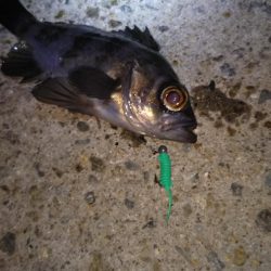 ロックフィッシュ狙い❗️