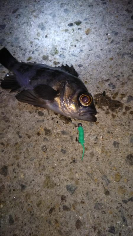 ロックフィッシュ狙い❗️