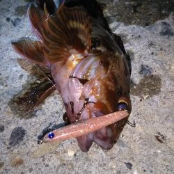 近所へロックフィッシュ