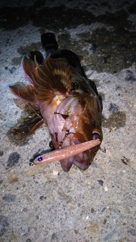 近所へロックフィッシュ