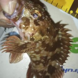 干潮メバリング